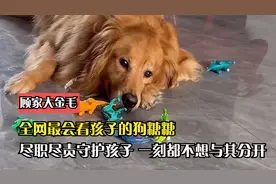 全网最会看孩子的狗糖糖，尽职尽责守护孩子，一刻都不想与其分开视频封面