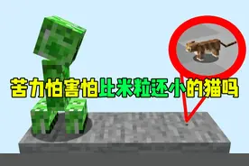 我的世界：苦力怕会害怕比米粒还小的猫咪吗？