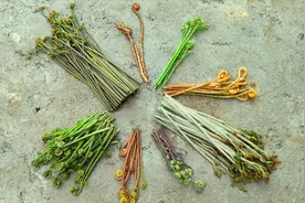 7种蕨菜大汇聚，哪些能吃哪些不能吃你知道吗？你最爱吃哪种？视频封面