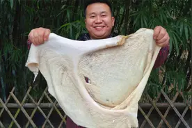 新鲜牛肚怎么做好吃呢？看炊二锅做的“麻辣牛肚”幺儿吃着睡着了