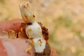 农村娃看到它就流口水，它叫鸡巴兜也叫翻白草，用来煲汤非常美味