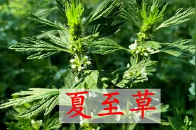 夏至草煮水到底有啥好？农村70岁大娘教我一招，看视频涨知识了