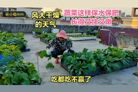 楼顶菜园：青菜摘完后这样保肥保水，长得又快又嫩，吃都吃不完