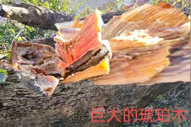 今天发现棵倒地几十年的巨大松明子，油性好颜色似琥珀，是值钱货视频封面