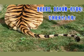 老虎的尾巴，真的和钢鞭一样厉害吗？它到底有什么作用？