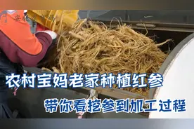 农村宝妈老家种植红参，带你看挖红参到加工过程，今年赚大钱啦视频封面