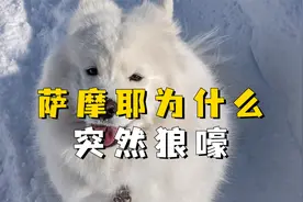 萨摩耶突然狼嚎，你知道原因吗？