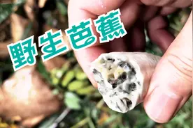 清明时节雨纷纷，路上发现成熟的野生山芭蕉，搞点回来泡酒