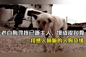 忠诚老白狗为寻找已逝主人，饿成皮包骨，一段感人肺腑的人狗奇缘视频封面