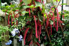 大型盆栽最忌潮湿沤根，留置一个呼吸孔，让根部透气又舒爽视频封面