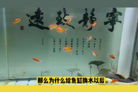 为什么换水后鱼缸杂质不能滤除，鱼鳍出现白点，一定是小瓜虫吗？视频封面