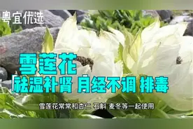 雪莲花味甘性温祛湿补肾强筋骨缓解体虚月经问题促进新陈代谢
