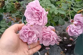 秋冬季节是月季开花旺季，为什么今年没花苞还长得丑？原因很简单视频封面