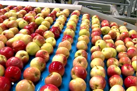 走进苹果加工车间，过程行云流水，保证没坏果！视频封面