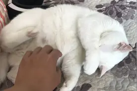 猫：知道我的黑眼圈是怎么来的了吧！视频封面