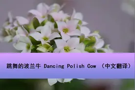 跳舞的波兰牛 Dancing Polish Cow （中文翻译）【转载】