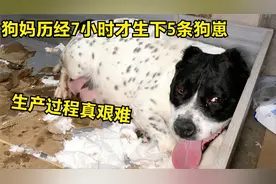 狗妈历经7小时才生下5条狗崽，生产过程真艰难，珍珠疼的生不如死视频封面