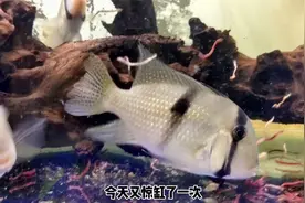 饲养清道夫或者其他无鳞鱼，鱼缸里可不可以加盐？视频封面