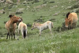 龙马精神,赤兔马到底是什么马？