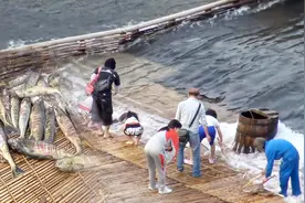 鱼儿全部留下，上去随便捡？日本大山里的捕鱼神器视频封面