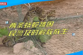 见人就做出攻击凶态！两条蟒蛇被困隔离网，消防员民警合力解救视频封面