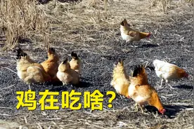 价值80元一斤的老母鸡，为啥只卖35元？听农村养殖户怎么说视频封面