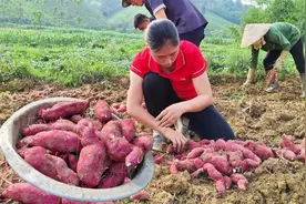 越南出口第一批红薯到中国，首批84吨，当地人种植成本8毛钱一斤视频封面