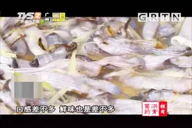 我爱返寻味：大厨教做姜葱丝蒸泥虫，泥虫蒸多久吃起来才正好？