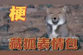 今天就由奶茶来告诉你：藏狐究竟是什么梗呢？视频封面