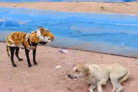 披着虎皮的狗，小伙给狗狗穿上老虎外套，吓得狗子们原地起飞！视频封面