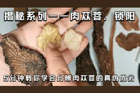 揭秘系列——肉苁蓉、锁阳：5分钟教你学会分辨肉苁蓉的真伪优劣