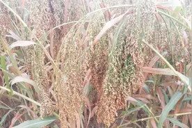 舌尖上的中国火了主食——陕北糜子，种植简单收益高，你吃过吗？