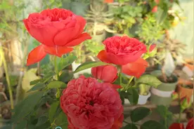 这款月季是红色系中的佼佼者，株型不太高，抗病耐热花色纯正