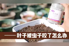 养花时叶子被虫咬了怎么办？园艺师教你，撒点“小颗粒”就能解决