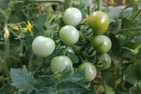 西红柿“裂果”  “掉果”别急！只要用用它？一次就搞定，赶紧看视频封面