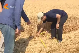 石家庄节水小麦“石麦28” 零水亩产超千斤