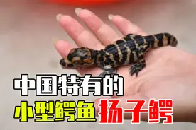 扬子鳄——中国特有小型鳄鱼，放生370只，却为何不用担心伤人？视频封面