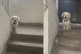 狗子上完楼梯都会耐心等待主人上楼，网友：它像动画里走出来了视频封面