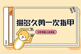 养猫日常——多久给猫咪剪一次之间呢？