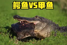 甲鱼落入鳄鱼之口，奈何甲鱼太大，根本吞不下，鳄鱼这下又饿又尬