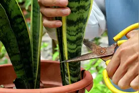 给虎皮兰修剪1刀，土里撒1料，后期笋芽狂蹿视频封面