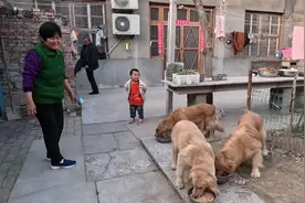 邻居给奶奶两袋子胡萝卜，让煮熟给狗狗吃，感叹农村老人养狗不易视频封面