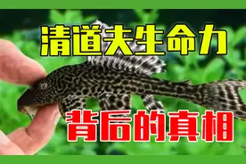 清道夫生命力顽强，背后的真相到底是什么？