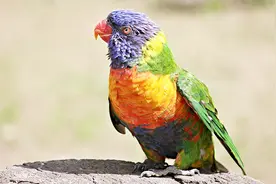 鹦鹉受惊的3种表现