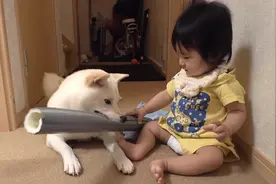 小主人和小柴犬玩玩具，下一秒小主人无奈了，镜头拍下搞笑时刻