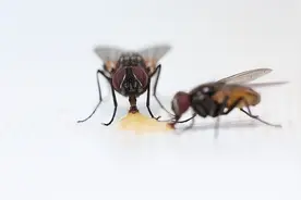 家里苍蝇多，教你灭蝇妙招，苍蝇来一只灭一只，一只苍蝇都看不到视频封面