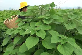 苎麻，被农民称为“中国草”，它的用途你了解多少？一起去认识视频封面