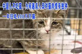 中国人不吃猫，为何越南人却对猫肉情有独钟，一年狂吃400万只猫视频封面