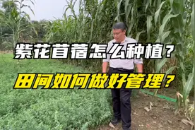 紫花苜蓿的种植管理，管理施肥要做好，做好这几点，能收割6~7年