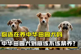 养土狗的人要哭了，中华田园犬遭禁养，专家道出四大原因视频封面